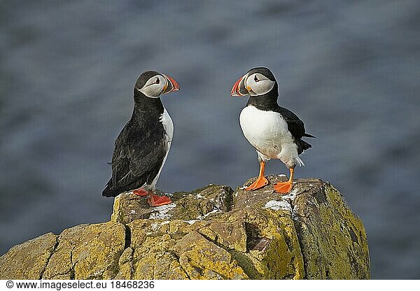 Two Atlantic puffins (Fratercula arctica) perched on rock showing coloured beak in the breeding season in summer  Iceland  Europe