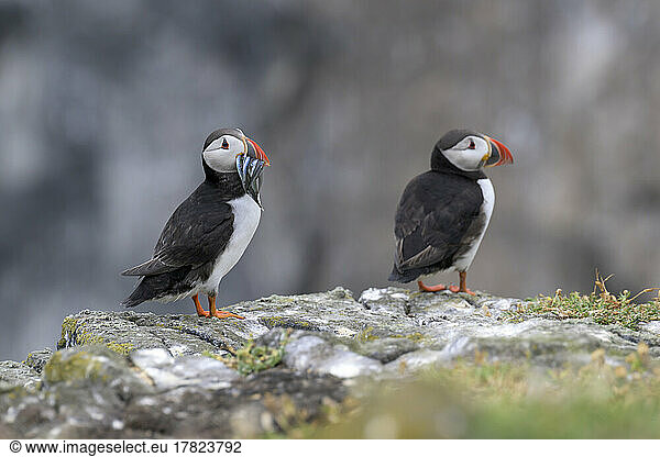 Two Atlantic puffins (Fratercula arctica) standing on rocky surface