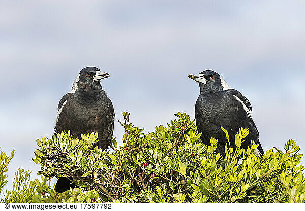 Two Australian magpies (Gymnorhina tibicen) perching on tree branches