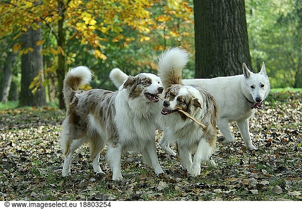 Two Australian Shepherds  red-merle  playing with a stick  FCI standard no. 342 (provisional)  in the background white shepherd domestic dog (canis lupus familiaris)  two Australian Shepherds  playing with a stick
