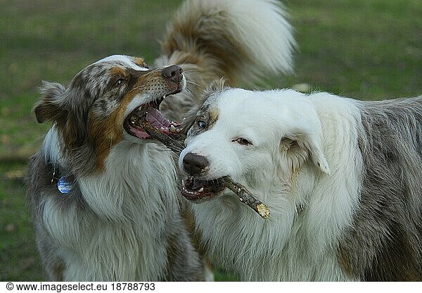 Two Australian Shepherds  red-merle  playing with a stick  FCI Standard No. 342 (provisional)  two Australian Shepherds  playing with a domestic dog (canis lupus familiaris)