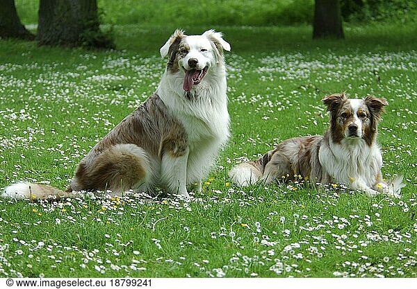 Two Australian Shepherds  red-merle  side by side in a meadow with daisies  FCI Standard No. 342 (provisional)  two Australian Shepherds  side by side in a meadow with domestic dog (canis lupus familiaris)
