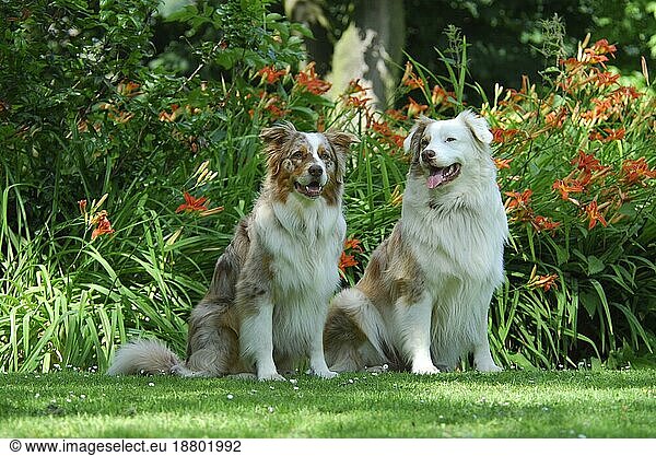 Two Australian Shepherds  red-merle  sitting side by side in front of orange daylilies  FCI Standard No. 342 (provisional)  two Australian Shepherds  side by side in front of the orange flowers of domestic dog (canis lupus familiaris)