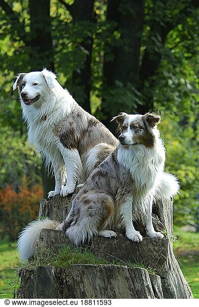 Two Australian Shepherds  red-merle  sitting together on a stump of a tree  FCI Standard No. 342 (provisional)  two Australian Shepherds  sitting side by side on a stump of a domestic dog (canis lupus familiaris)