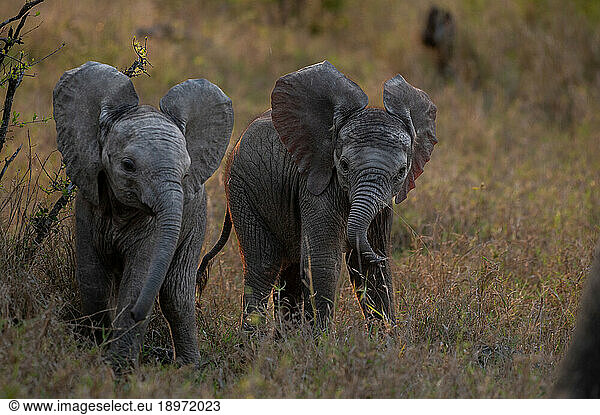 Two baby elephants  Loxodonta africana  walking together in long grass.