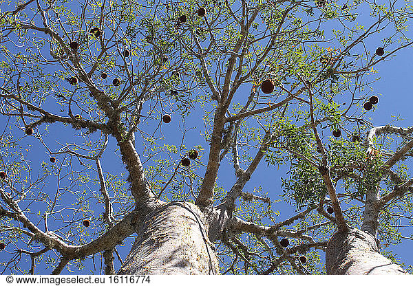 Two Baobab (Adansonia rubrostipa)  Ifaty  Province of Tulear  Madagascar