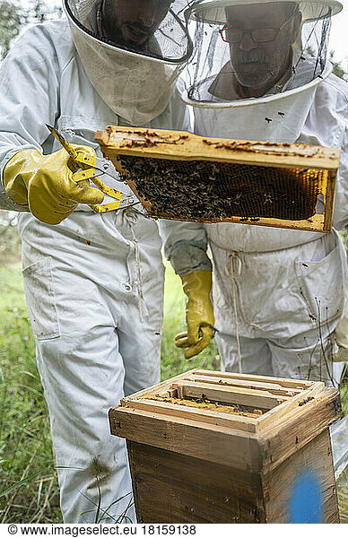 Two beekeepers checking a hive full of bees.
