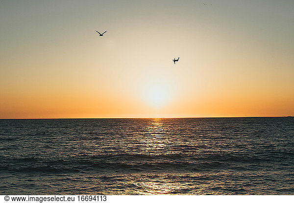 Two birds flying over Pacific Ocean as sun sets over water in Mexico