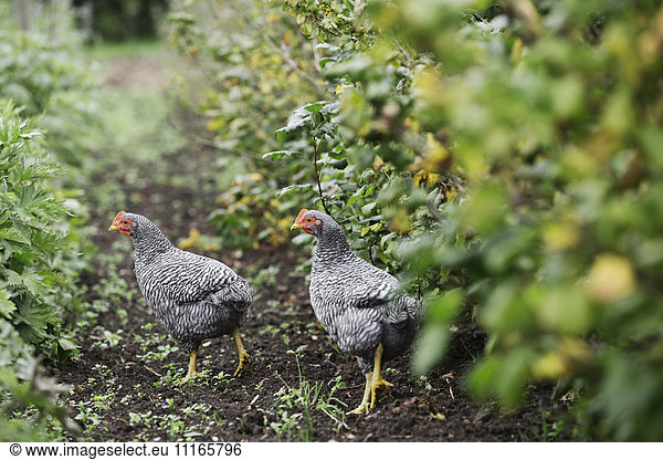 Two black and white Sussex chickens in a flowerbed.