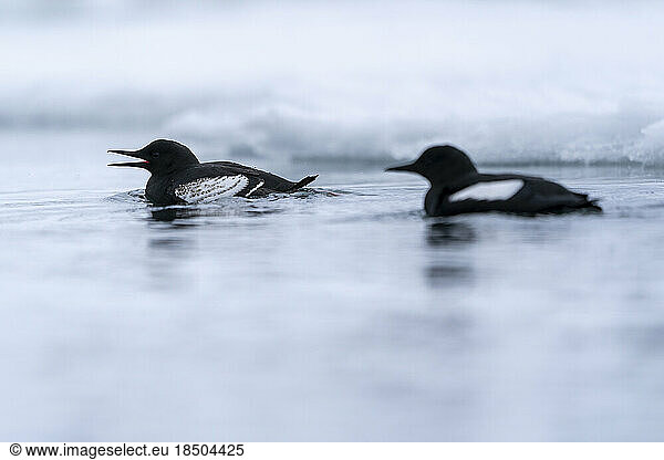 two black guillemots swims beside the edge of the pack ice
