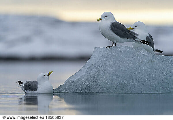two black-legged kittiwake stand on a piece of ice  one is swimming