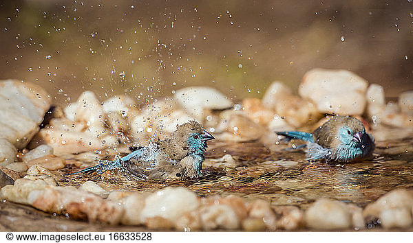 Two Blue-breasted Cordonbleu (Uraeginthus angolensis) bathing in waterpond in Kruger National park  South Africa
