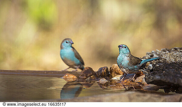 Two Blue-breasted Cordonbleu (Uraeginthus angolensis) drinking at waterpond in Kruger National park  South Africa