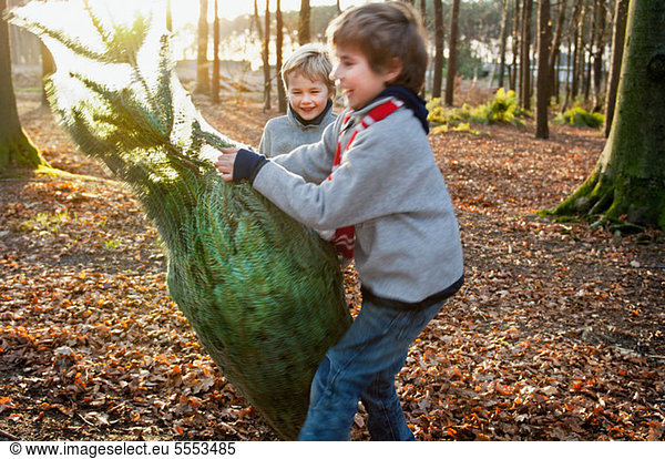 Two boys holding Christmas tree in forest