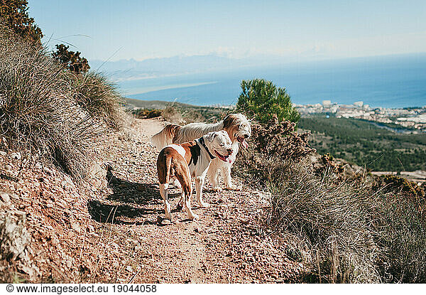 Two brown and white dogs looking over cliff against blue sky and ocean
