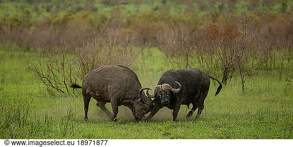 Two buffalo fighting  Syncerus caffer.