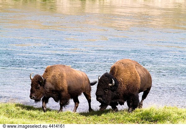 Two Buffalo near the Yellowstone River
