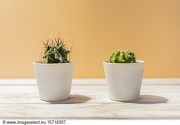 Two cacti in pots