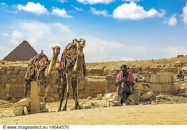 Two camels and a middle-aged Egyptian man near the pyramids of giza