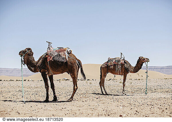 Two camels stand facing away from each other in the desert  Morocco