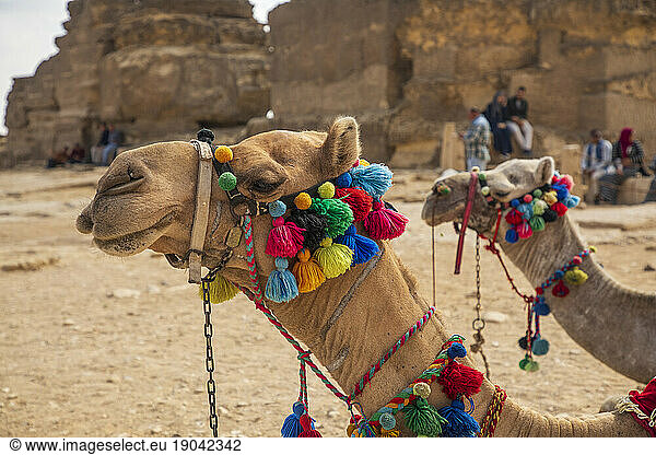 Two camels waiting for tourists at Great Pyramids of Giza