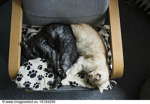 Two cats sleeping together on chair