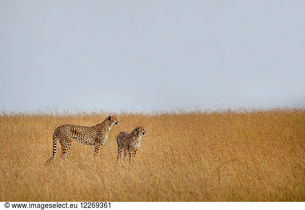 Two cheetahs standing in the African Savanna.