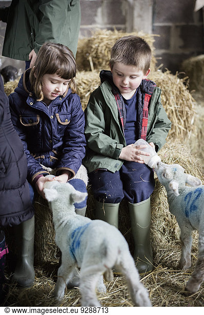 Two children bottle feeding new-born lambs in the lambing shed.