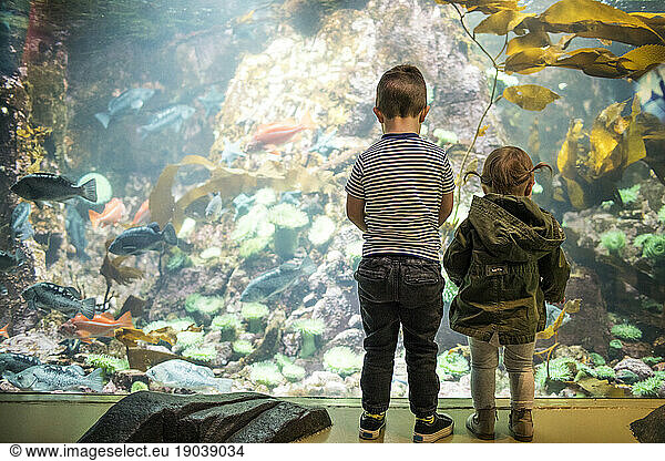 Two children looking at sea life in an aquarium.