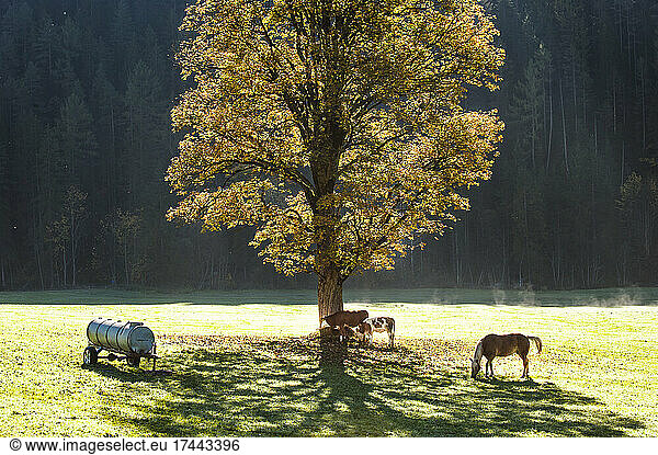 Two cows and horse grazing under lone autumn tree at dawn