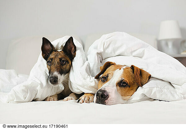Two cute dogs lay in a bed covered in white blankets
