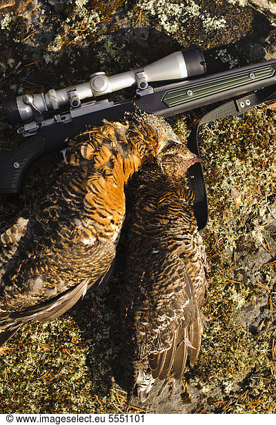 Two dead Common Pheasants