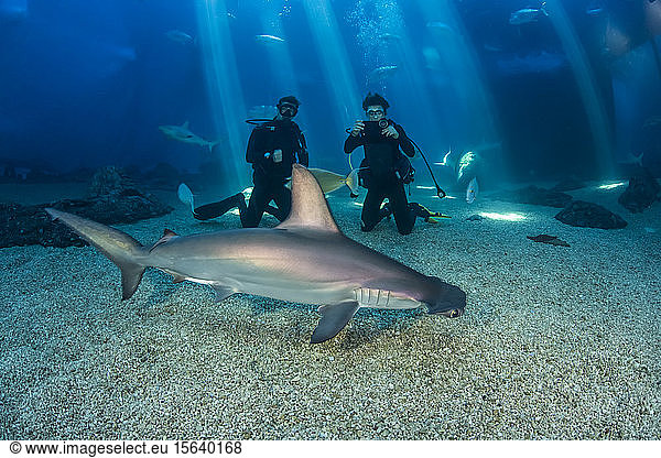 Two divers get a close look at a Scalloped hammerhead shark (Sphyrna lewini) along with many other species in their big tank at the Maui Ocean Centre; Maui  Hawaii  United States of America