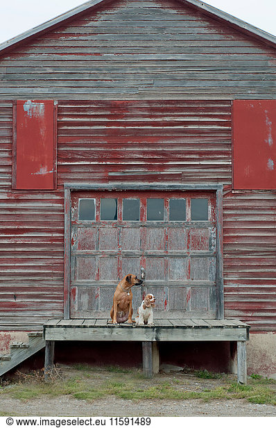 Two dogs sitting together on wooden porch