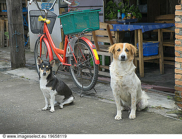 Two dogs waiting on sidewalk outside store with bicycle.