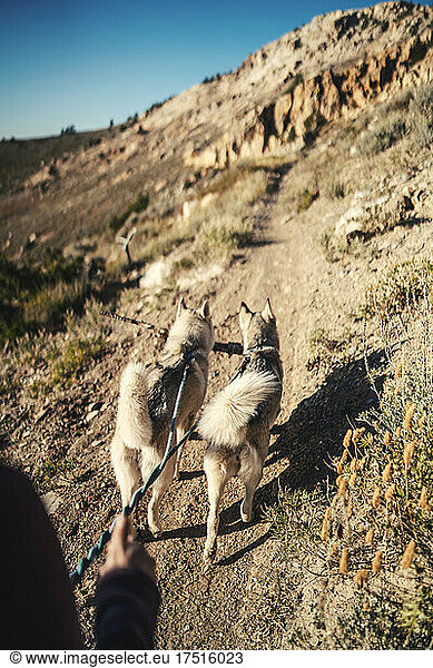 Two dogs walking with stick on trail