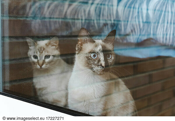 Two domestic cats looking through window
