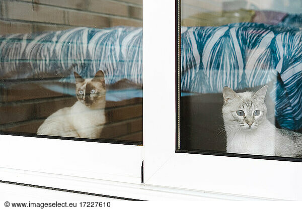 Two domestic cats looking through window
