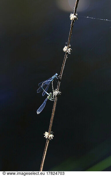Two dragonflies mating on plant stem at night