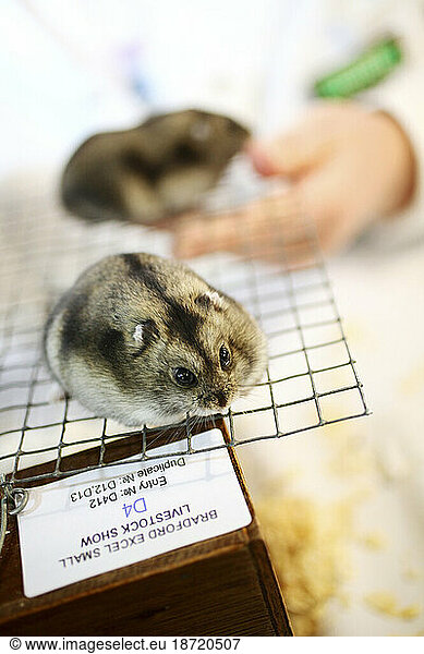 Two dwarf hamsters (Normal Winter White Dwarf  female) run around on a grid before being judged at Bradford Excel Small Animal Show  Harrogate  North Yorkshire  England  January 2