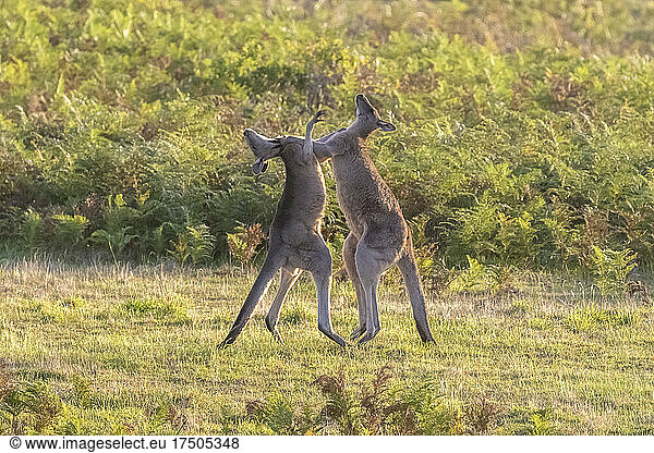 Two eastern grey kangaroos (Macropus giganteus) fighting