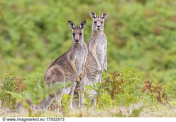Two eastern grey kangaroos (Macropus giganteus) looking at camera while standing outdoors