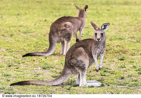 Two eastern grey kangaroos (Macropus giganteus) standing outdoors