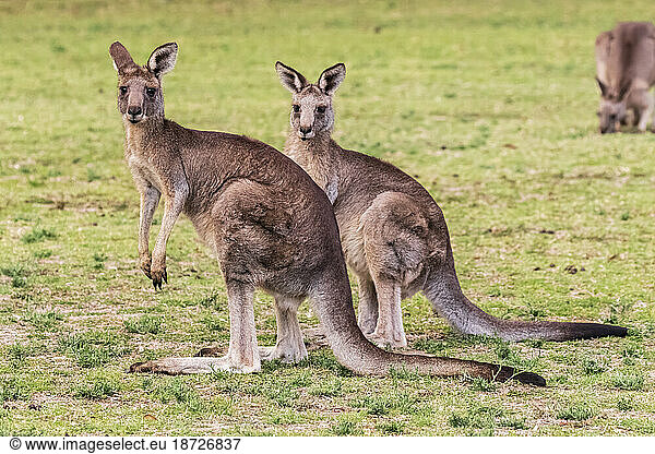 Two eastern grey kangaroos (Macropus giganteus) standing outdoors