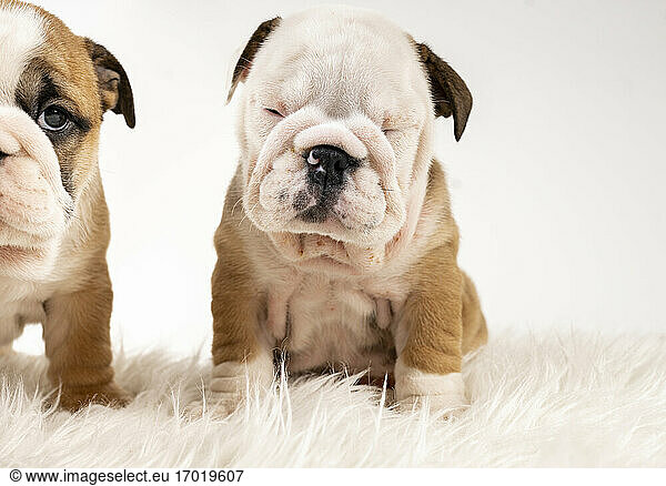 Two English Bulldog puppies sitting on rug