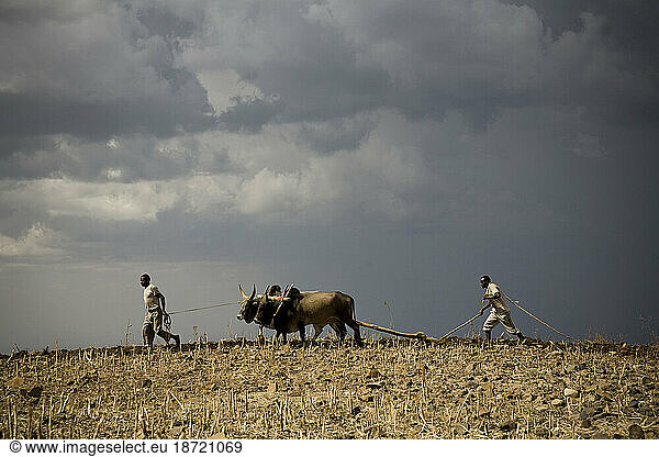 Two farmer men plow a dry field with two oxen beneath a stormy sky.
