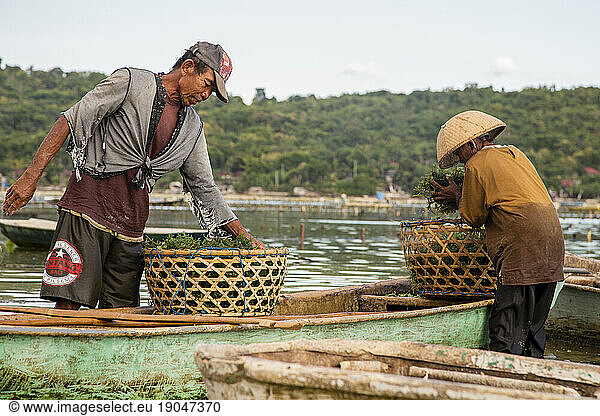 Two farmers filling baskets with seaweed in Nusa Lembongan