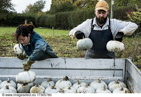 Two farmers loading freshly picked white gourds onto a truck.