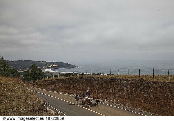 Two farmers ride a cart pulled by bulls to the top of a hill after a warning of another tsunami swept across this small town.