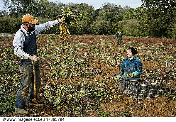 Two farmers standing and kneeling in a field  harvesting parsnips.
